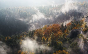 nature, landscape, trees, forest, woods, fog, autumn, fall
