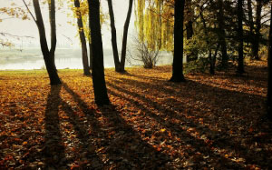 легкий, пейзаж, природа, осень, листья, дневной свет, лес, туманный, мутный, на открытом воздухе, парк, сценический, время года, тень, солнечные лучи, деревья, лес, стволы