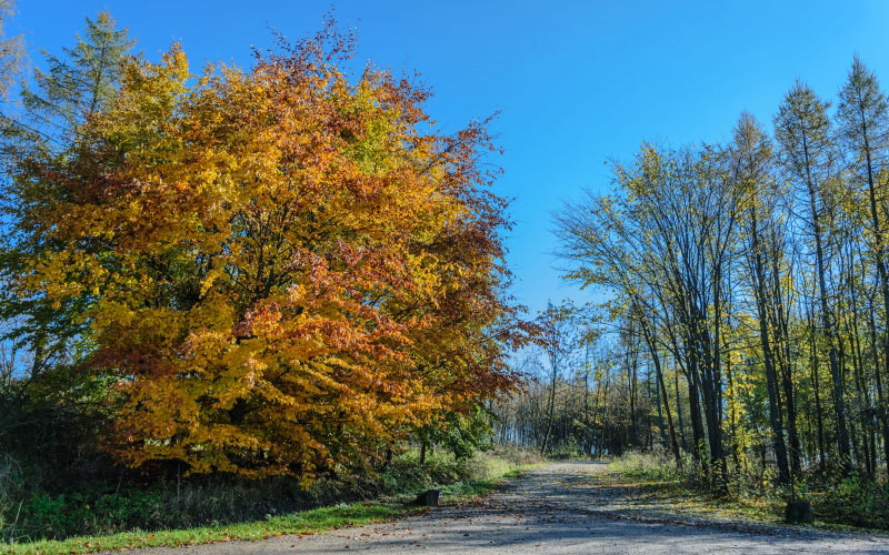 road, path, landscape, nature, walking, alley, autumn, leaves, blue, branch, bright, colorful, colors, countryside, daylight, fall, foliage, forest, golden, grass, green, maple, outdoors, park, peaceful, rural, scene, scenery, scenic, season, trees, weather, woods, yellow, trees, sky, leaf, 