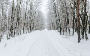 снежный, дорога, лес, зима, снег, белый, день, путь, маршрут, холод, деревья
