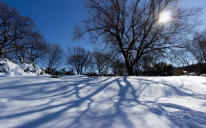 холодный, снег, деревья, пейзаж, мороз, морозный, утро, дневное время, зима, пейзаж, природа