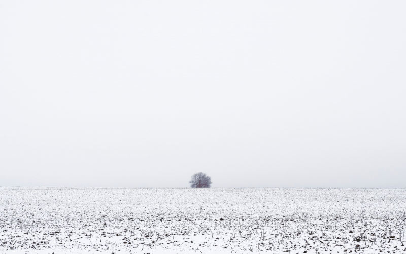grass, snow, winter, field, tree, nature, horizon, white, cold, tranquility, fog, sky, day, landscape, idyllic, outdoors