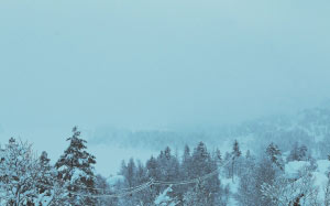 landscape, trees, snow, daytime, winter, cold, blizzard, nature