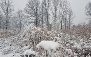 снег, зима, поле, снегопад, природа, пейзаж, деревья, кусты
