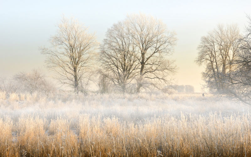 пейзаж, туман, утренний туман, иней, зима, холод, деревья, поле, природа, небо, трава, день, на открытом воздухе