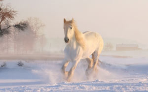 белый, лошадь, бег, снег, зима, декабрь, природа, животное, на открытом воздухе