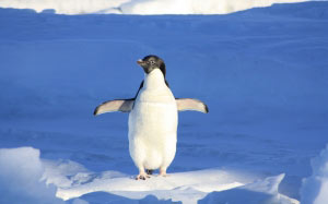 пингвин, снег, холод, лед, зима, дикая природа, птица, холодно, животное, природа, замороженный