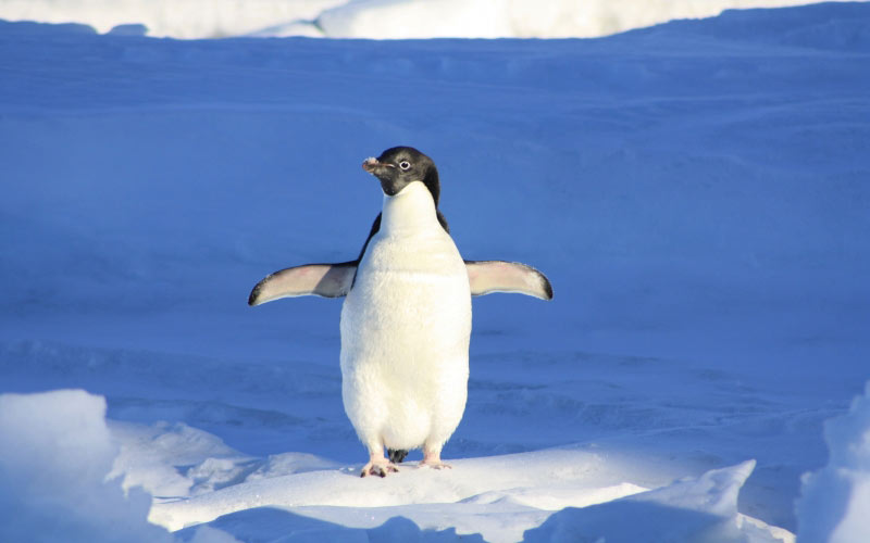 пингвин, снег, холод, лед, зима, дикая природа, птица, холодно, животное, природа, замороженный