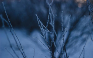 trees, branches, winter, snow, outdoors, plant, cold, frozen, close-up, nature, focus on foreground, ice, selective focus, frost, evening