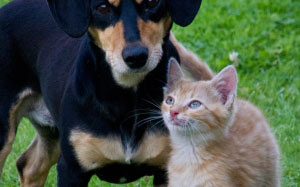 puppy, dog, kitten, cat, small, mammal, pet, friends, relationship, lovely, animal, terrier, lancashire heeler