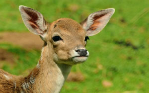 wildlife, wild, deer, mammal, fauna, fawn, grassland, bambi, young, animal, forest, 