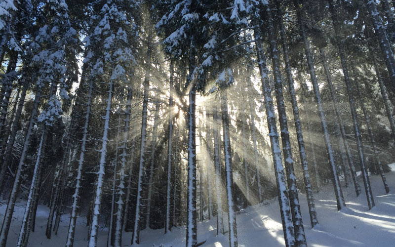 trees, forest, snow, winter, wood, sunlight, rays, season, spruce, nature