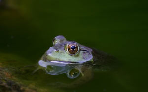 amphibian, animal, close-up, eyes, frog, green, lake