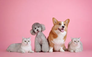pet, cute, cat, dog, domestic, animal