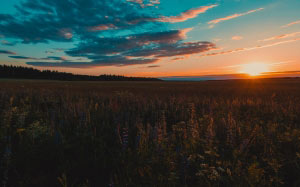 scenic, view, field, sunset, beautiful, clouds, cropland, summer, landscape