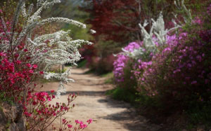 spring, flowers, nature, path, plants