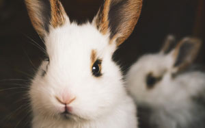 милый, кролик, животное, кролик, уши, молодой, млекопитающее