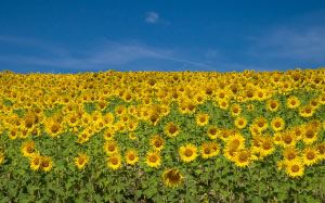 sunflowers, field, helianthus annuus, basque country, spain, nature