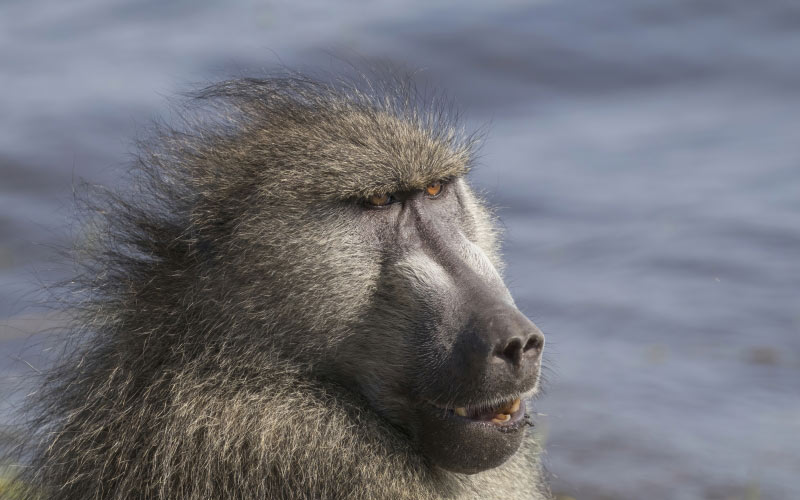 chacma baboon, papio ursinus griseipes, monkey, animal, chobe national park, botswana