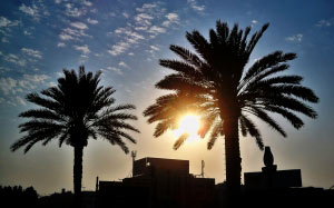 landscape, palm tree, sunset, sky, sun, evening