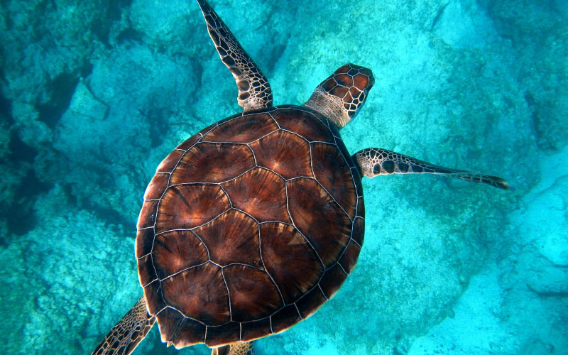 под водой, биология, черепаха, море, рептилия, фауна, морской