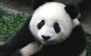 nature, animal, cute, bear, wildlife, zoo, asia, fauna, panda, china