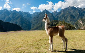 llama, grass, field, mountain, highland, sky, landscape, nature, valley, sunny, day, animal, andes, machu picchu, alpaca, peru, inca