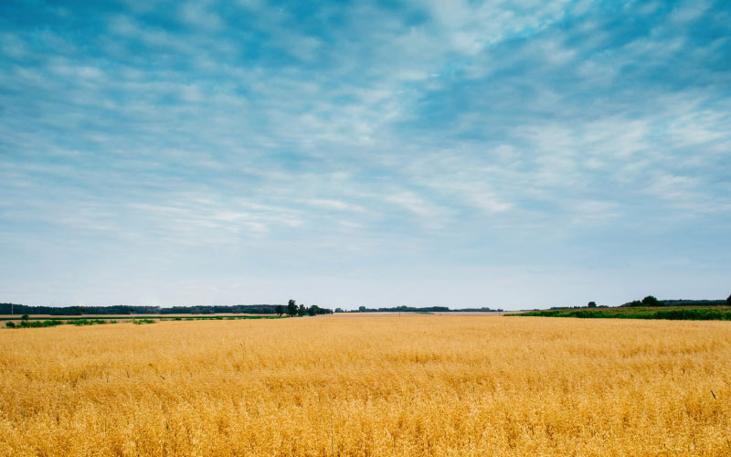 wheath, field, blue, sky, wheat, yellow, crops, plants, agriculture, farm, rural, countryside, nature, landscape, grass, clouds