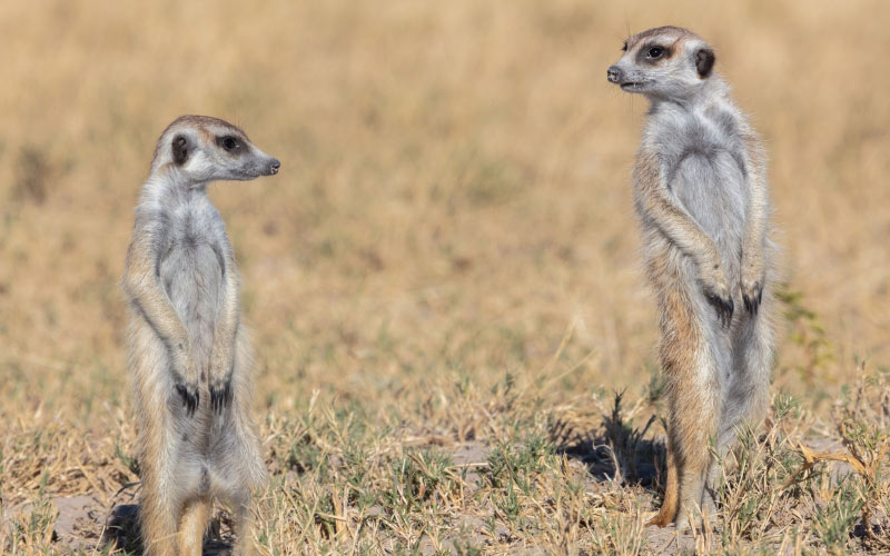 meerkat, suricata suricatta, animals, wildlife