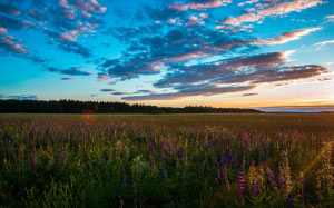 meadows, sky, clouds, countryside, field, flowers, forest, grass, grassland, nature, rural, sunset, trees, woods, evening