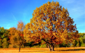 дерево, листва, осень, сезон, клен, дуб, цвета, золотой