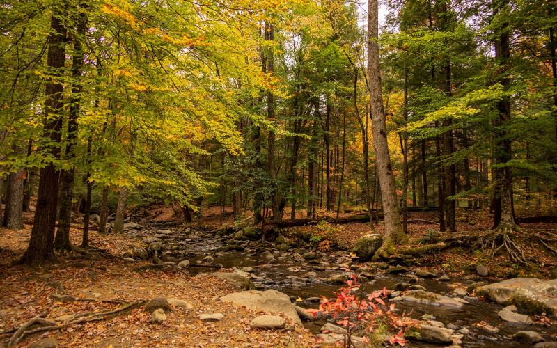 forest, nature, fall, autumn, creek, spruces