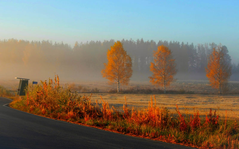 sky, landscape, fog, asphalt, sunrise, road, forest, field, mist, fall, autumn