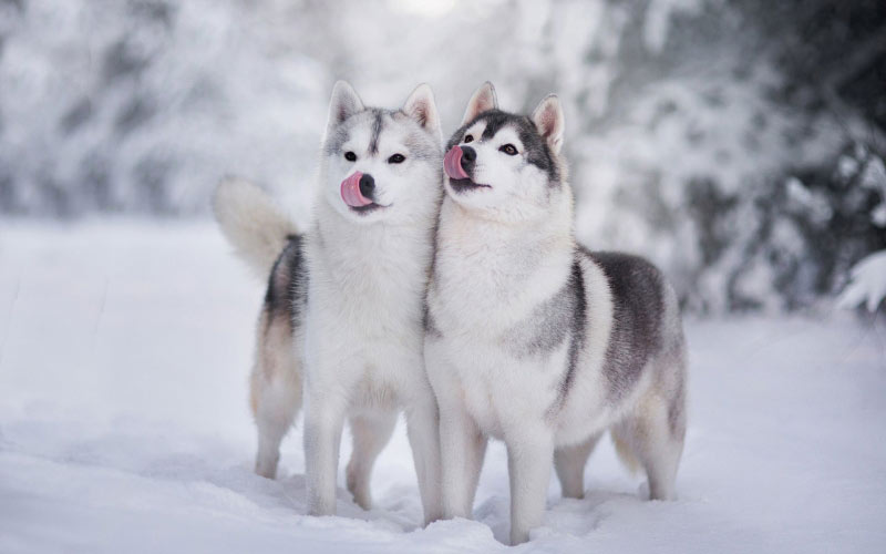 animals, dog, snow, winter, siberian husky, fur
