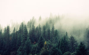 природа, деревья, лес, туман, пейзаж