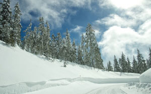 холодный, лес, мороз, замороженный, лед, идиллический, природа, путь, дорога, сезон, снег, деревья, белый, зима
