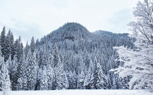 cold, forest, frost, frozen, ice, idyllic, mountain, nature, outdoor, scenic, season, snow, trees, winter