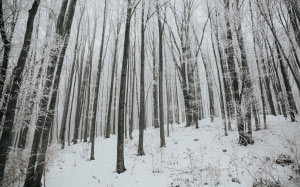 trees, snow, winter, cold, nature, landscape, forest
