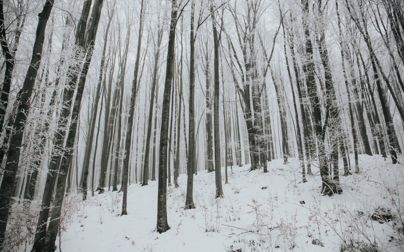 деревья, снег, зима, холод, природа, пейзаж, лес