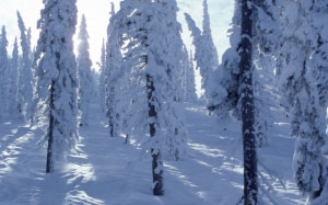 сосны, деревья, снег, день, зима, природа, лес