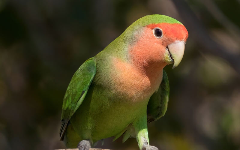 rosy-faced lovebird, agapornis roseicollis, bird, animal, parrot, colorful