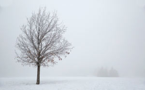 tree, snow, winter, season, cold, nature, landscape, fog