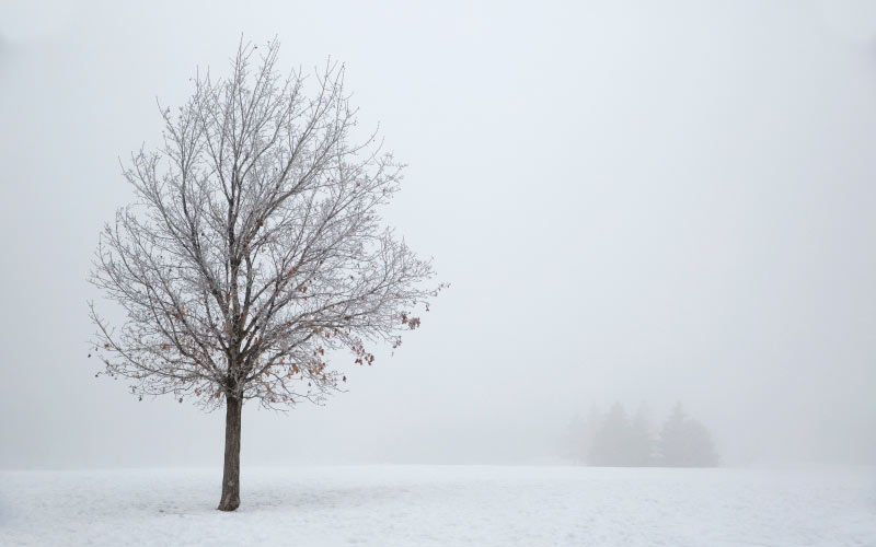 дерево, снег, зима, сезон, холод, природа, пейзаж, туман