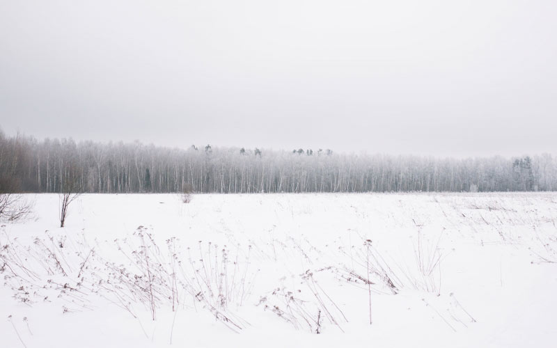 forest, nature, snow, trees, winter, landscape, outdoors, season, field