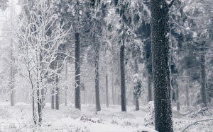 снег, зима, лес, холод, деревья, природа, стволы деревьев, замороженный