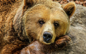 nature, animal, cute, bear, wildlife, zoo, grizzly