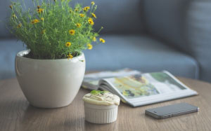 table, indoor plant, flowers, food, spring, phone, desert