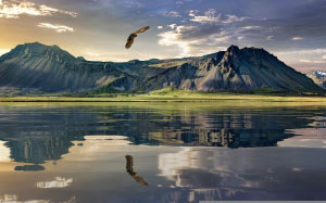 eagle, mountains, lake, reflection, water, mountains, landscape, flight, flying, bird, new zealand, nature