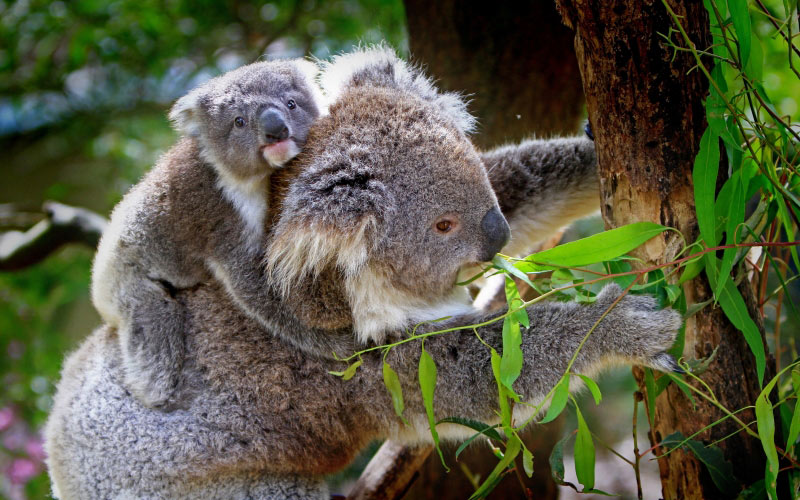 коалы, животные, живая природа, коала, коала джоуи, мать, молодой, ребенок, сумчатый, пушистый, милый