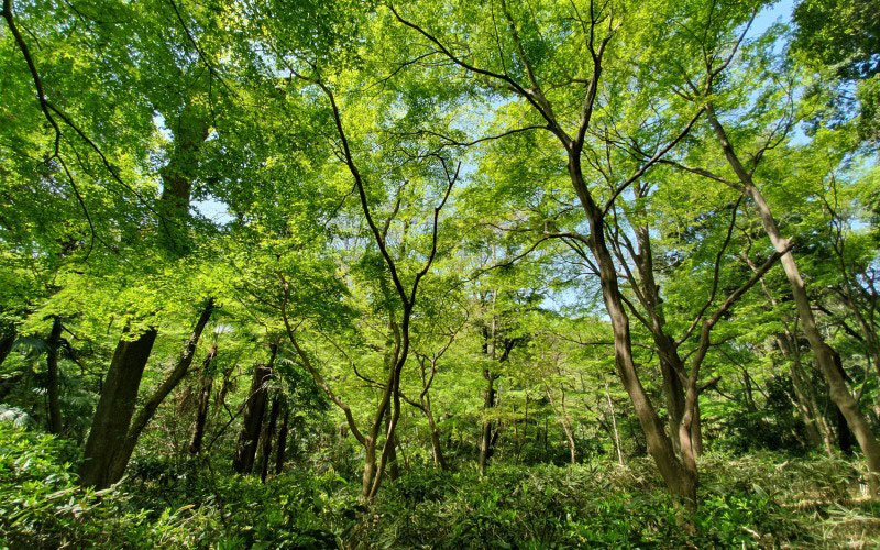 япония, весна, японский клен, деревья, лес, зелень, природа, клены